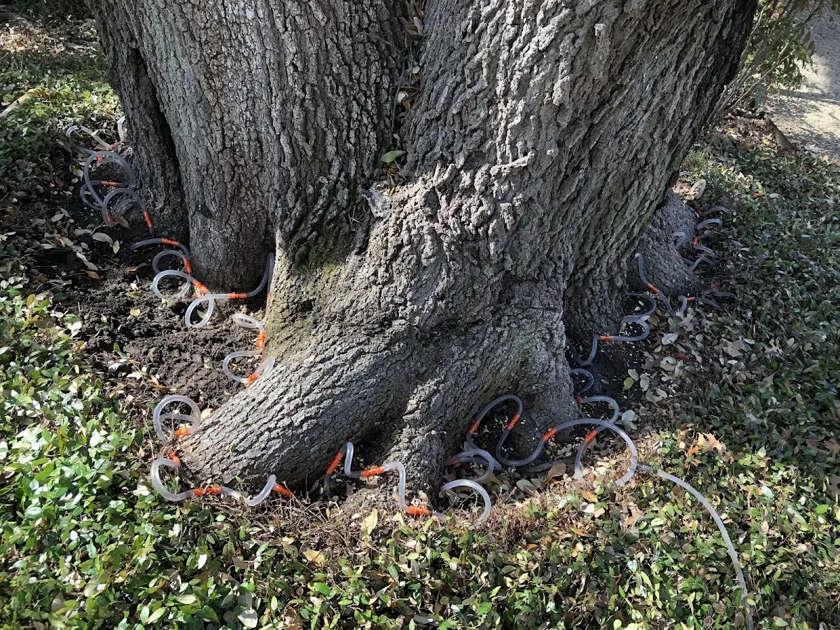 Detailed Tree Cabling and Bracing job site in Great River