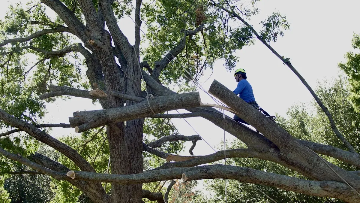 Professional Crown Thinning performed by certified arborists in Great River