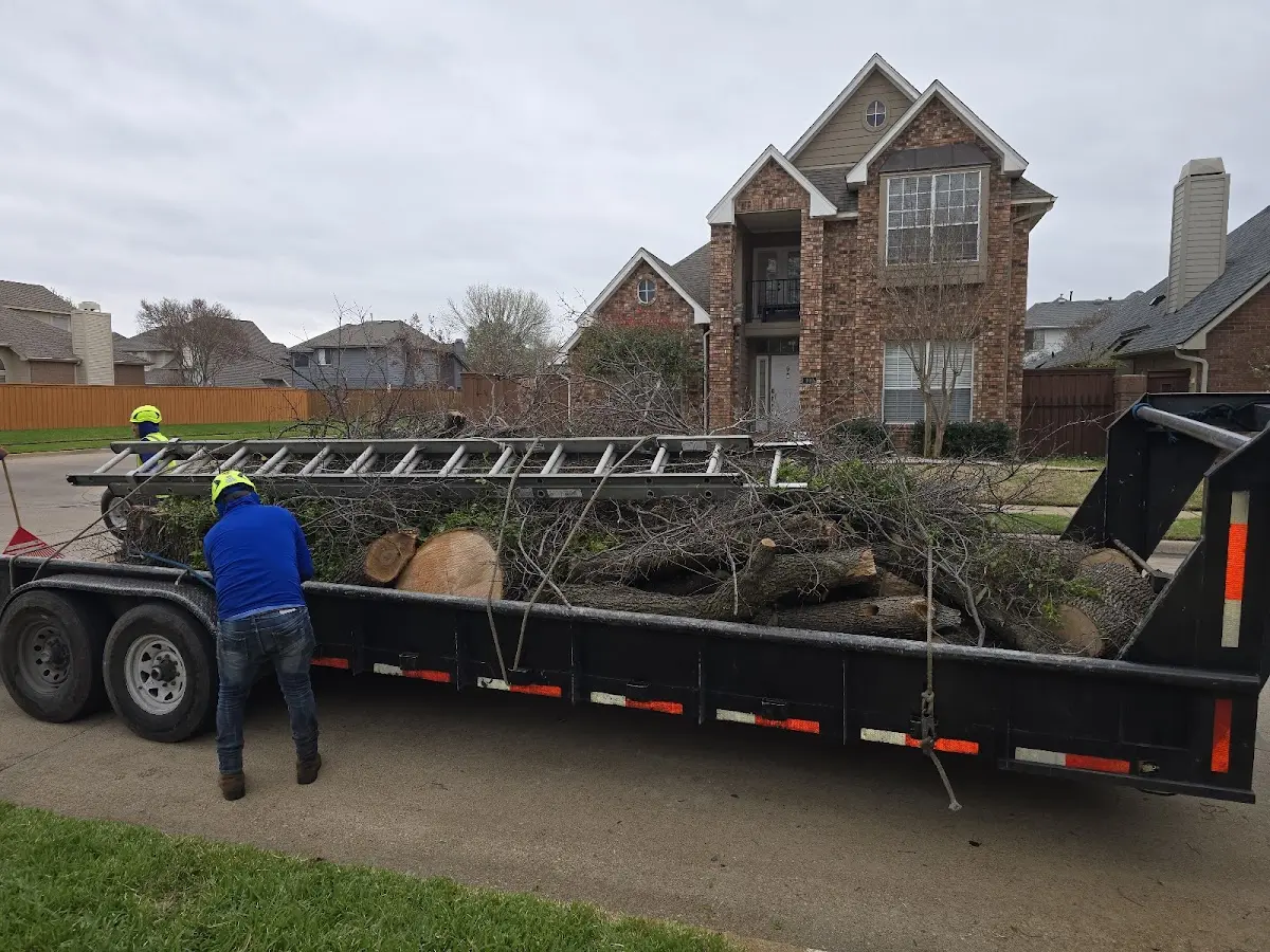 Expert Tree Removal with proper safety equipment in Great River